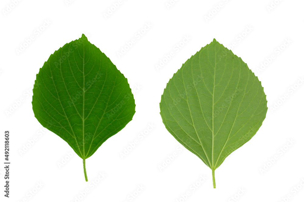 Indian acalypha leaves or Indian nettle front and back isolate Indian acalypha leaves or Indian nettle front and back isolate
