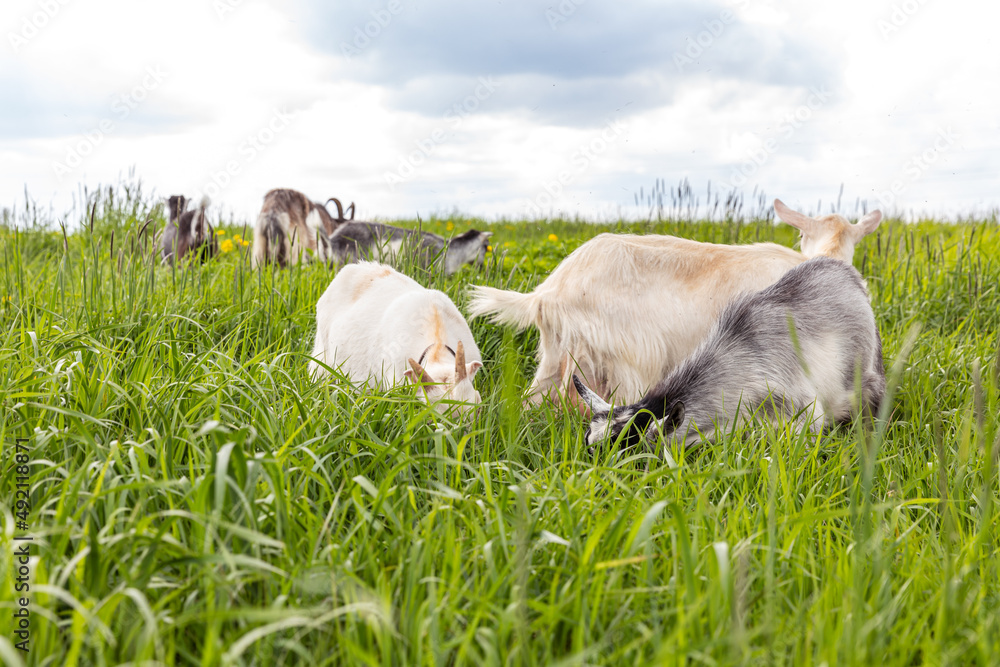 Fototapeta premium Cute free range goatling on organic natural eco animal farm freely grazing in meadow background. Domestic goat graze chewing in pasture. Modern animal livestock, ecological farming. Animal rights