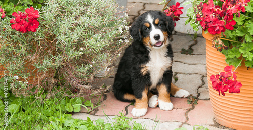 Happy bernese mountain dog puppy with flowers