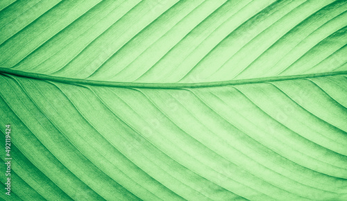 Backlit green leaf veins background