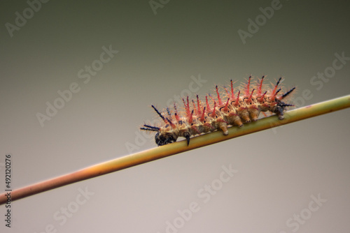 Red caterpillar on a branch, close up view photo