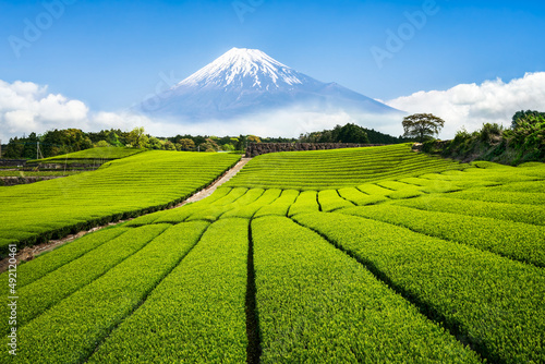 Green tea field in front of Mount Fuji, Shizuoka Prefecture, Japan  photo