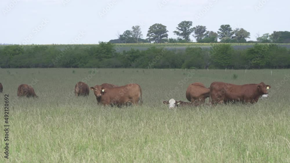 Dairy cow grazing in meadow during morning Dairy cow grazing in meadow during morning