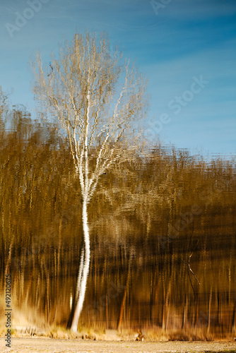 Reflection of white bark trees in a lake during winter for background