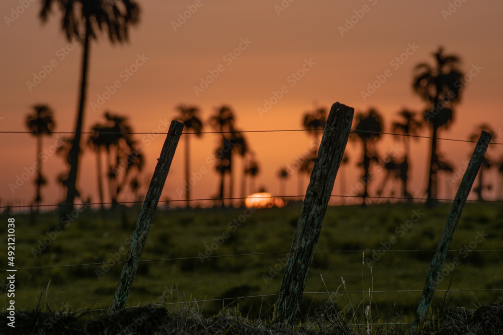 sunset in a field of palm trees