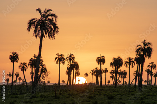 sunset in a field of palm trees
