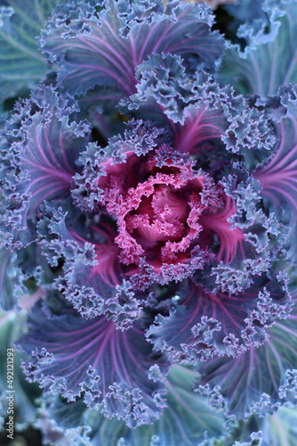 Ornamental cabbage, plant texture, decorative carved cabbage leaves, poster, winter wallpaper.