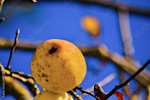Żółte jabłko na zdziczałej jabłoni w lesie , we wściekłym słońcu na tle błękitnego nieba . A yellow apple on a feral apple tree in the forest, in the fierce sun against the blue sky.