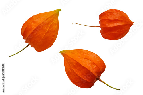 Red orange physalis vulgaris close-up on a white isolated background