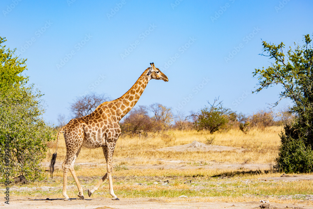 Giraffe in the savannah; Hwange National Park, Zimbabwe Africa Giraffe in the savannah; Hwange National Park, Zimbabwe Africa
