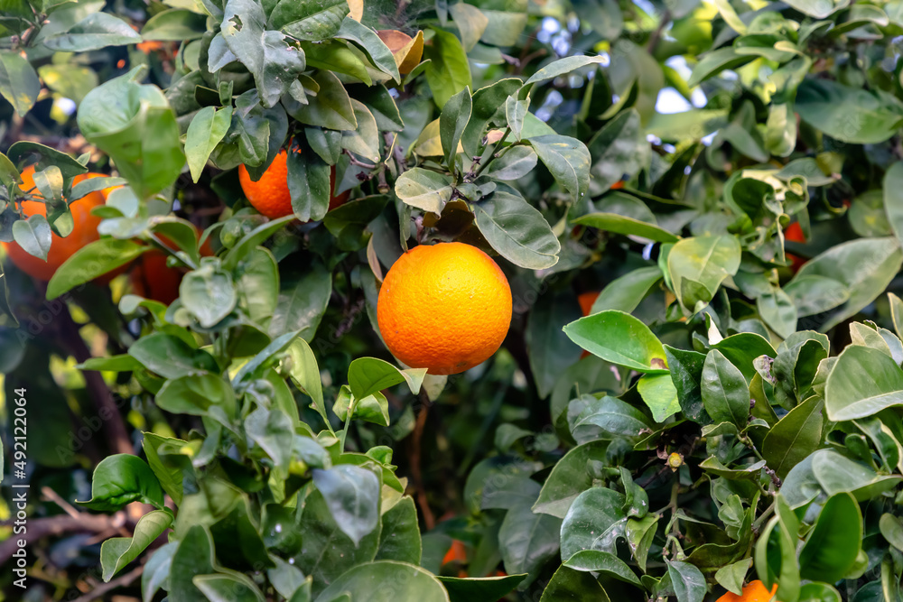 Ripe oranges grow on a tree among the foliage Ripe oranges grow on a tree among the foliage