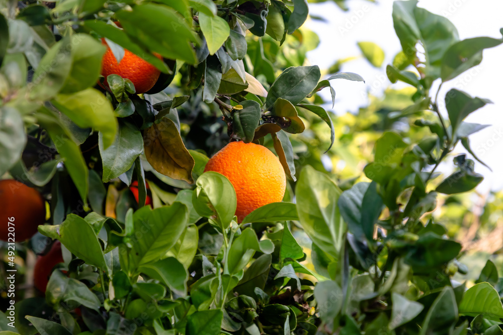 Ripe oranges grow on a tree among the foliage Ripe oranges grow on a tree among the foliage