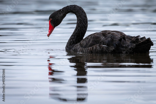 Black Swan  Lake Burley Griffin  ACT  January 2022