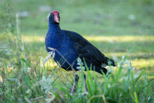 Purple Swamphen, Lake Burley Griffin, ACT, January 2022