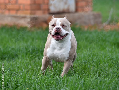 a beautiful american bully dog