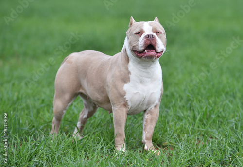 a muscular american bully dog