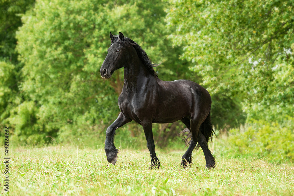 Black friesian horse running in the field in summer Black friesian horse running in the field in summer