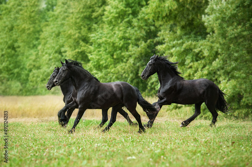 Three friesian horses running in the field in summer