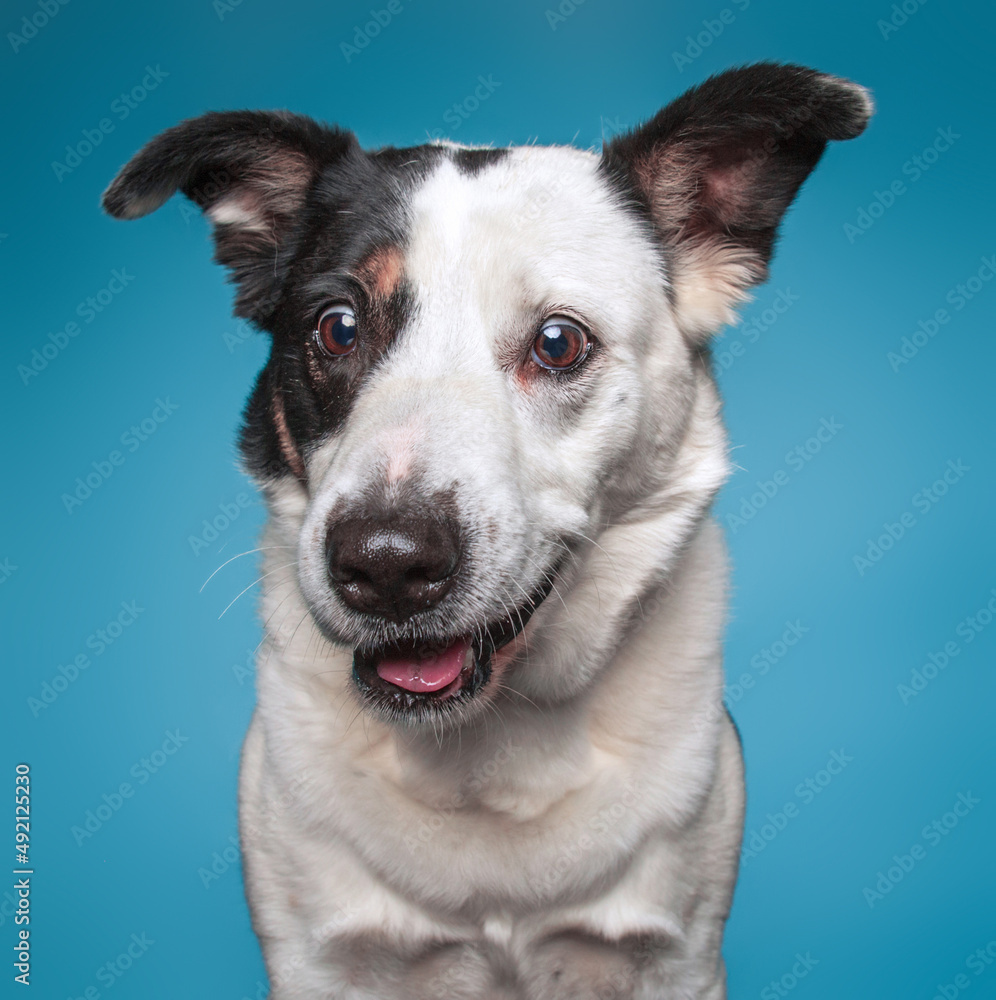 Cute border collie mix cattle dog on an isolated background studio shot Cute border collie mix cattle dog on an isolated background studio shot