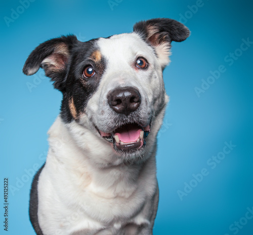 Cute border collie mix cattle dog on an isolated background studio shot
