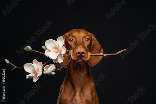 Photography dog with flower