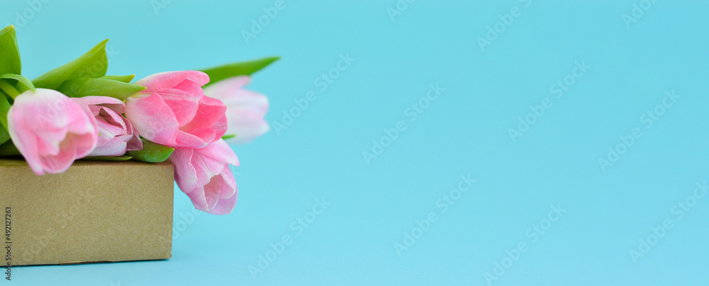 Banner whitg spring flowers. Pink tulips on a box. Congratulation.The concept of spring gifts and holidays Banner whitg spring flowers. Pink tulips on a box. Congratulation.The concept of spring gifts and holidays
