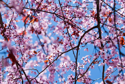 Cherry blossom close up