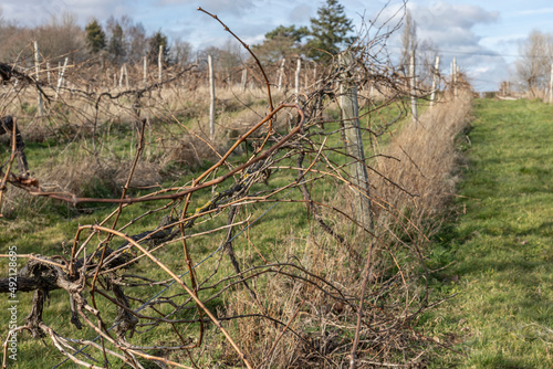 English vineyard with vines awaiting to be pruned