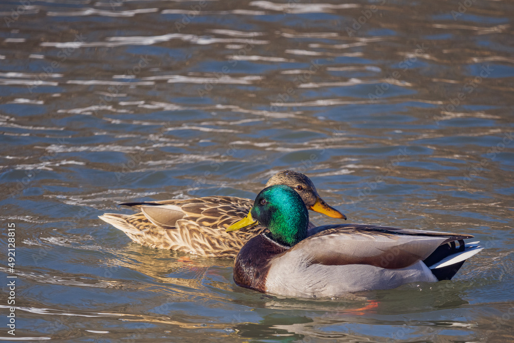 Obraz premium mallard drake and hen duck on the water