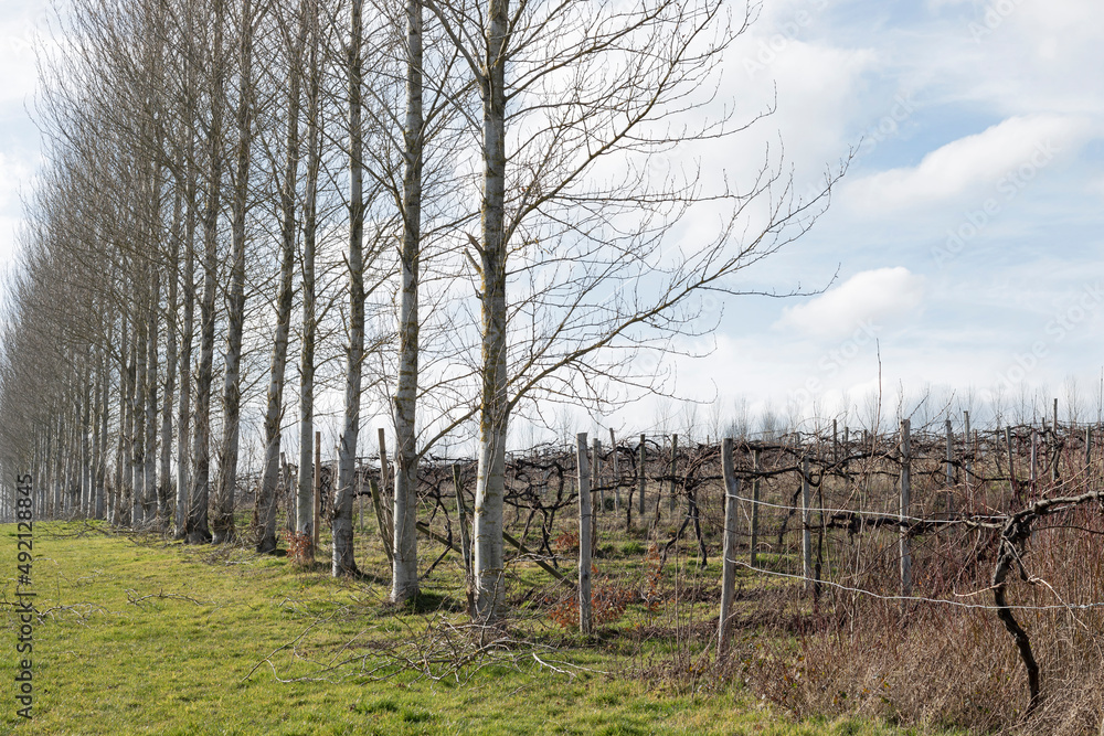 Fototapeta premium Wind break of trees in a winter English vineyard