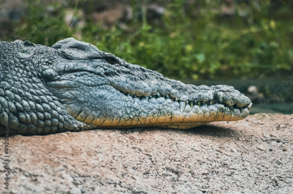 Fototapeta premium crocodile in the zoo