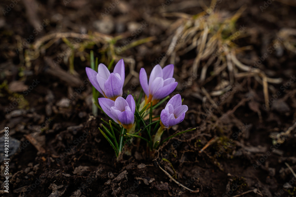 Early blooming crocuses at the base of a tree. Small purple and white flowers. Close up. Early blooming crocuses at the base of a tree. Small purple and white flowers. Close up.
