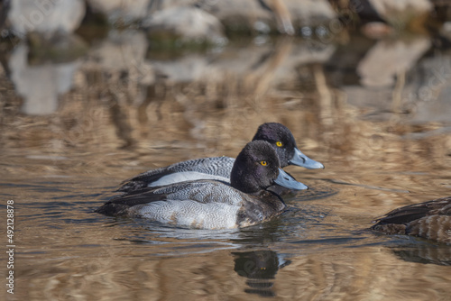 lesser scaup pair on the water photo