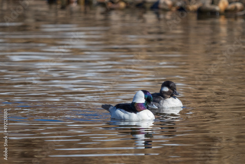 pair of bufflehead ducks on the water photo