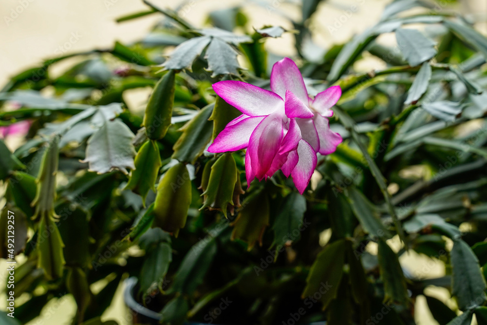 Beautiful pink and white bloom on a Thanksgiving cactus. Healthy houseplant. Beautiful pink and white bloom on a Thanksgiving cactus. Healthy houseplant.