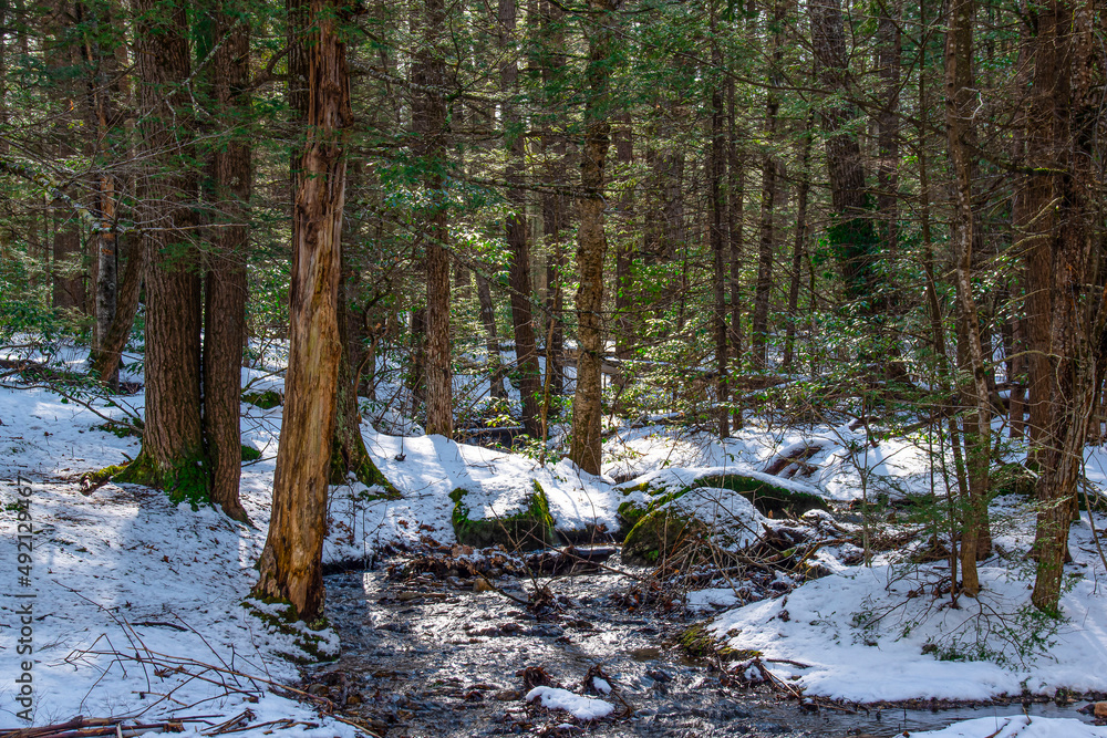 a small brook winding its way throuh willard brook state forest a small brook winding its way throuh willard brook state forest