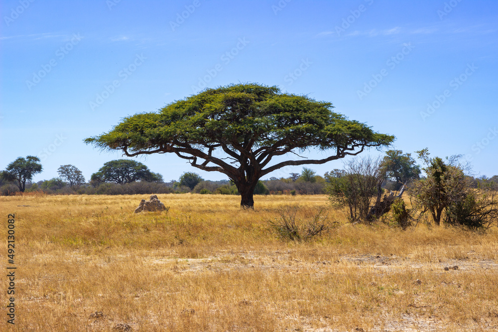 Acacia tree in the African savannah, Hwange National Park, Zimbabwe Africa