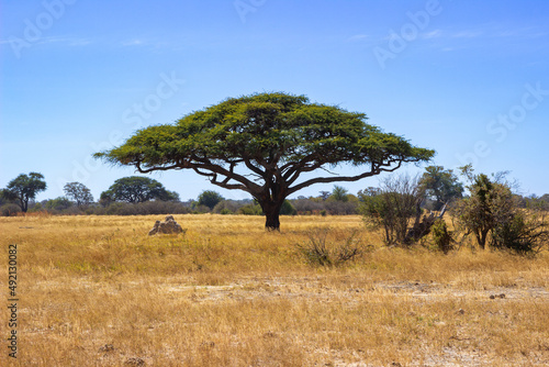 Acacia tree in the African savannah  Hwange National Park  Zimbabwe Africa