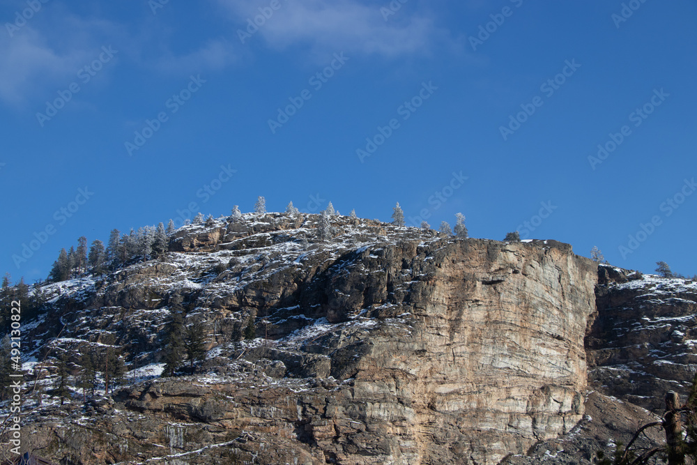 pine tree in the mountains in winter