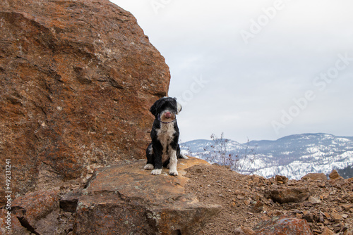 dog on the top of mountain