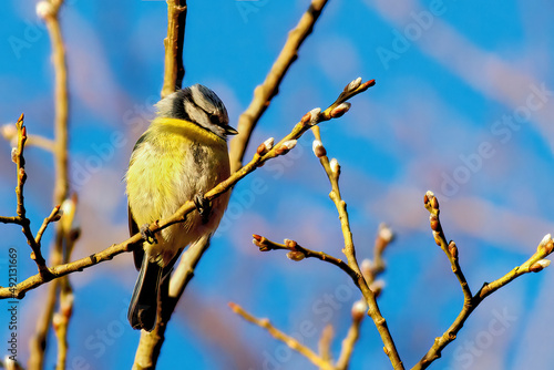 close up of a bluetit bird on a twig