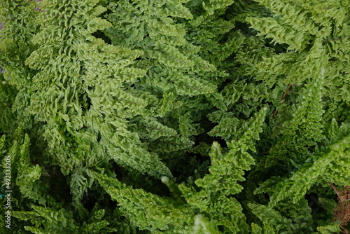 Green fern fronds