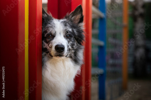 Portret psa rasy border collie 