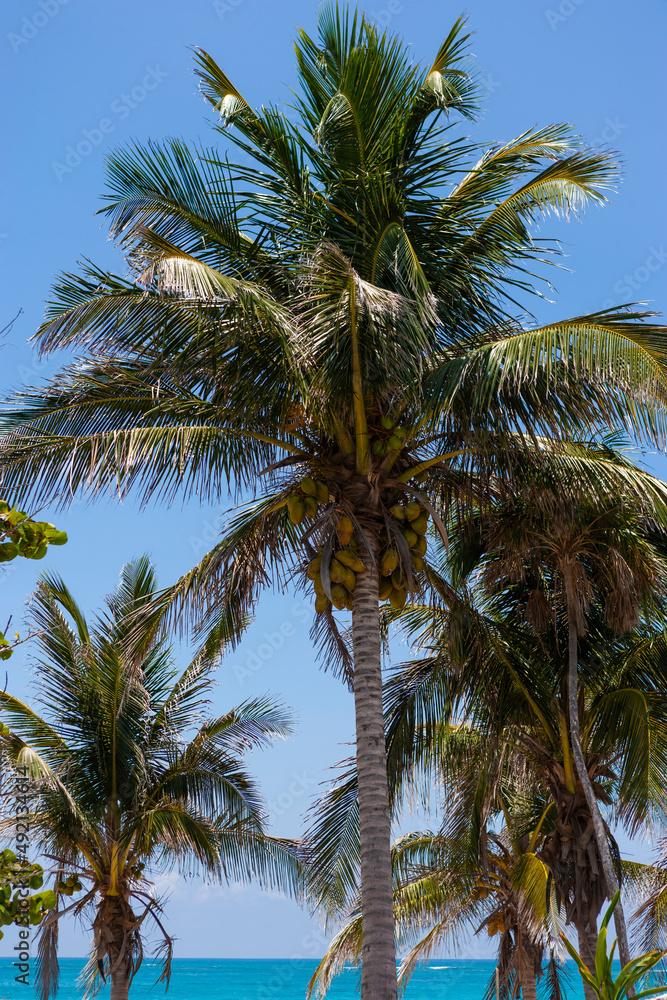 Coconut palm trees at Tulum Beach, Riviera Maya, Mexico