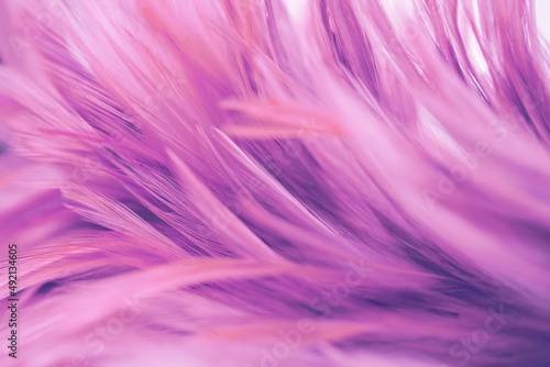 Pink chicken feathers abstract texture for background. blurred blur