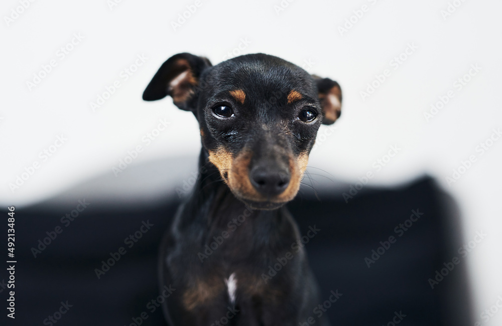 The cutest face to come home to. Shot of an adorable dog at home. The cutest face to come home to. Shot of an adorable dog at home.