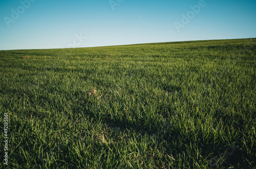 Grass field