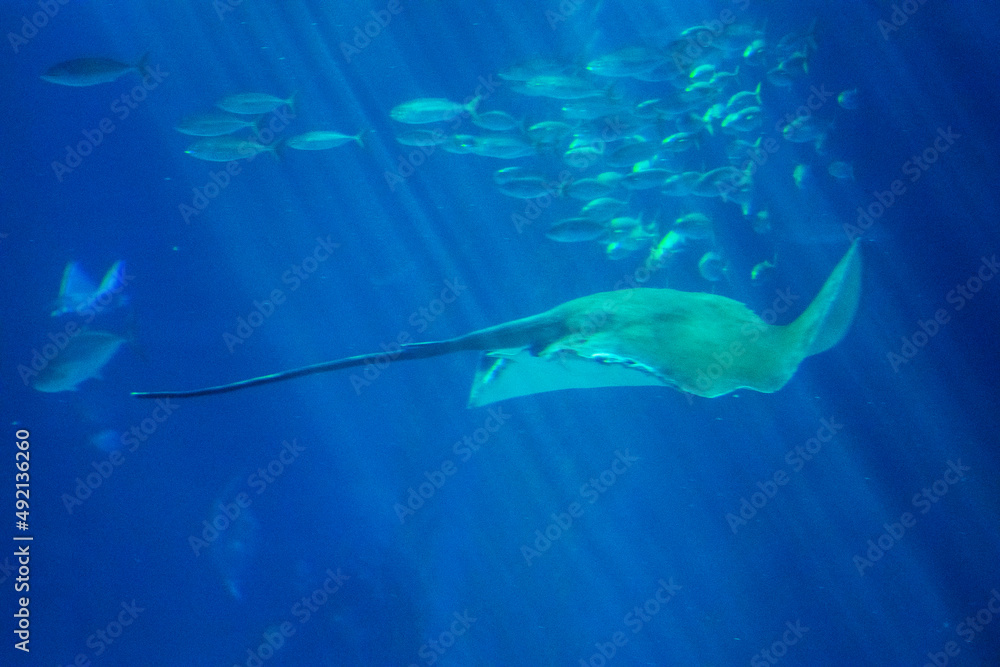 Underwater life, Manta swimming among fishes Underwater life, Manta swimming among fishes
