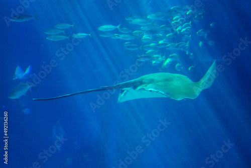 Underwater life  Manta swimming among fishes