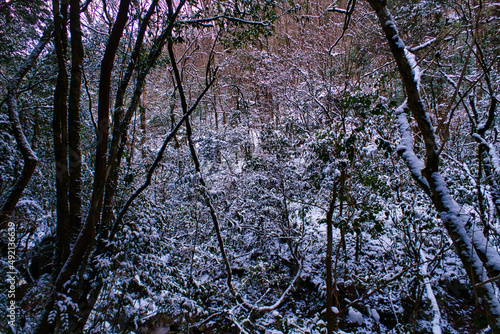 Shooting location:Chomonkyo Yamaguchi Prefecture:Japanese valley: Japanese winter scene:Japanese landscape photography 長門峡:山口県道293号萩長門峡線:冬